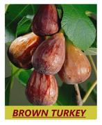 MOOIE VIJGENPLANTEN oa BROWN TURKEY, +/- 80/+cm, 15€/stuk, Tuin en Terras, Volle zon, Vaste plant, Ophalen of Verzenden, Fruitplanten