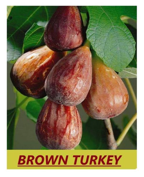 MOOIE VIJGENPLANTEN oa BROWN TURKEY, +/- 80/+cm, 15€/stuk, Tuin en Terras, Planten | Tuinplanten, Vaste plant, Fruitplanten, Volle zon