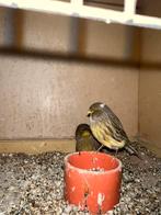 Gloster kanaries te koop, Dieren en Toebehoren