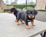 rottweiler pups, Dieren en Toebehoren, België, CDV (hondenziekte), 8 tot 15 weken, Meerdere