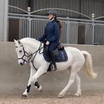 New Forest C pony kindvriendelijk, Poney C (1.27 m à 1.37m), 11 ans ou plus, Poney de récréation, Avec pedigree