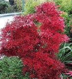 Erable du Japon Shaina, Tuin en Terras, Planten | Bomen, Bloeit niet, Halfschaduw, Overige soorten, Minder dan 100 cm