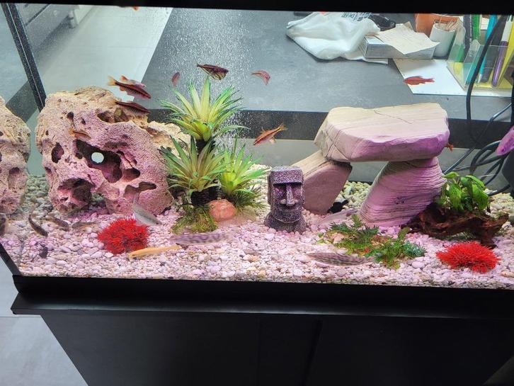 Aquarium, Dieren en Toebehoren, Vissen | Aquariumvissen, Zoetwatervis, Vis