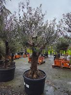 Olijfboom Olea Europaea - vertakte op voorraad, Enlèvement, Olivier
