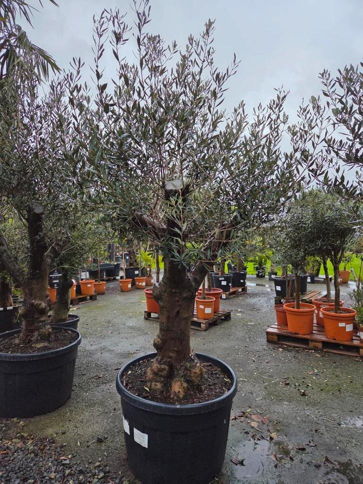 Olijfboom Olea Europaea - vertakte op voorraad, Jardin & Terrasse, Plantes | Arbres, Olivier, Enlèvement