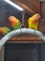 Agaporniden, Dieren en Toebehoren, Vogels | Parkieten en Papegaaien, Geslacht onbekend, Dwergpapegaai of Agapornis, Geringd