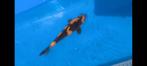 Koi te koop, Dieren en Toebehoren, Karper of Koi