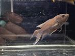 Macropodus erythropterus paradijsvis, Vis