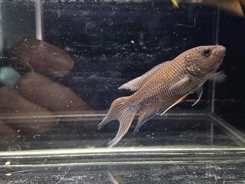 Macropodus erythropterus paradijsvis, Dieren en Toebehoren, Vissen | Aquariumvissen, Vis