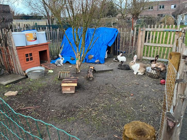 Vlaamse Reus konijntjes te koop – nest van 7, Animaux & Accessoires, Lapins, Grand, Plusieurs animaux, 0 à 2 ans