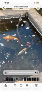 3 japanse koi’s waaronder 1 Yamabuki meer dan 50 cm groot, Dieren en Toebehoren, Karper of Koi