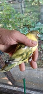 Slaty turquoise bont