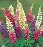 Zaad Lupine gemengd!, Ophalen of Verzenden, Zaad