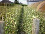 Lierre irlandais, hedera hibernica, Jardin & Terrasse, Enlèvement, Autres espèces, Haie, 100 à 250 cm