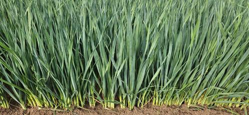 prachtige preiplanten uit plantenkwekerij voor particulieren, Tuin en Terras, Gras en Kunstgras, Nieuw, Ophalen