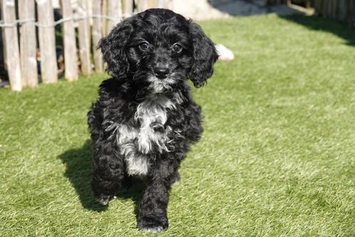 Prachtige Cockapoo pups (ouders aanwezig), Dieren en Toebehoren, Honden | Retrievers, Spaniëls en Waterhonden, Meerdere dieren