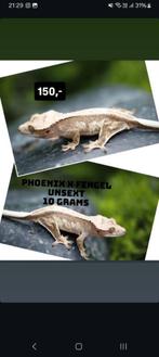 Mooie Harlequin Witte wimpergekko baby, Hagedis, Tam, 0 tot 2 jaar