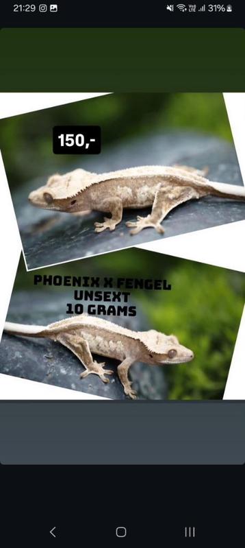 Mooie Harlequin Witte wimpergekko baby  beschikbaar voor biedingen