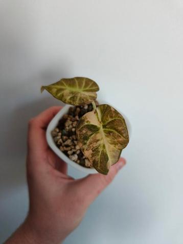 Alocasia Regal Shields Variegata, Huis en Inrichting, Ophalen