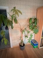 Plant groot, Huis en Inrichting, Ophalen