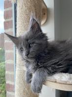 Maine Coon kittens, Dieren en Toebehoren, Kater, Gechipt, 0 tot 2 jaar