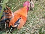 Kip, Dieren en Toebehoren, Pluimvee, Kip