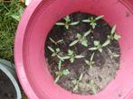 Snoeptomaten plantjes per stuk €1., Huis en Inrichting, Kamerplanten, Fruitplant, In pot, Minder dan 100 cm, Halfschaduw