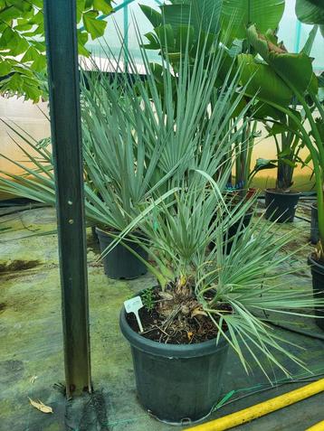 Nannorrhops Ritchiana  beschikbaar voor biedingen