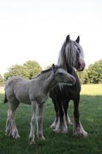 Prachtig buckskin Irish cob hengstveulen, Dieren en Toebehoren, Niet van toepassing, 0 tot 2 jaar, Hengst, Recreatiepony