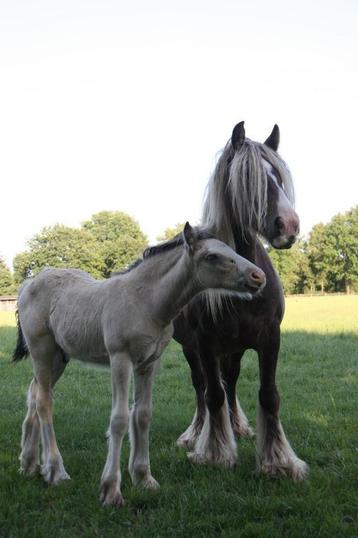 Beau poulain buckskin Irish cob, Poney de récréation, Poney D (1.37 m à 1.48m), 0 à 2 ans, Vermifugé