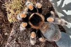 Brachypelma hamori tarantula vogelspin, Animaux & Accessoires, Araignée ou Scorpion