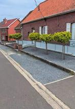 Bomen 5st, Tuin en Terras, Planten | Bomen, Ophalen