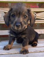 Ruwharige dwergteckels, Dieren en Toebehoren, België, CDV (hondenziekte), 8 tot 15 weken, Dwerg