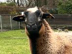 Kameroen ooi met lammetje, Dieren en Toebehoren, Schapen, Geiten en Varkens, Meerdere dieren, Schaap, 0 tot 2 jaar