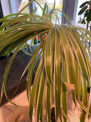 Plant beschikbaar voor biedingen