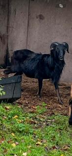 Ram te koop, Mâle, Mouton, 0 à 2 ans