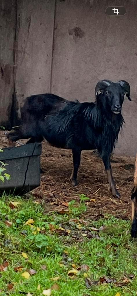 Ram te koop, Animaux & Accessoires, Moutons, Chèvres & Cochons, Mouton, Mâle, 0 à 2 ans