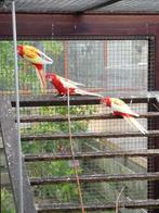 rosella, Dieren en Toebehoren, Meerdere dieren, Parkiet, Geringd