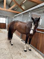 Mooie Nixon spring Merrie, Dieren en Toebehoren, Paarden, Merrie, Springpaard, 3 tot 6 jaar, L