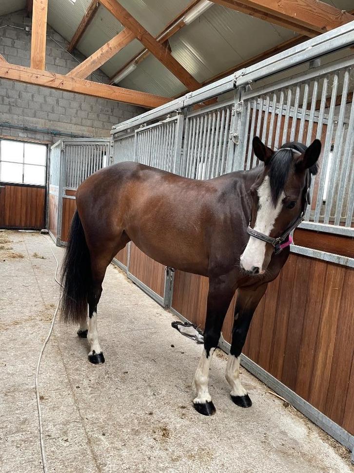 Mooie Nixon spring Merrie, Dieren en Toebehoren, Paarden, Merrie, L, 160 tot 165 cm, 3 tot 6 jaar, Springpaard, Met stamboom, Gechipt