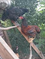 Wyandotte kriel haan, Dieren en Toebehoren, Mannelijk, Kip