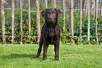 Chiot Labrador chocolat à vendre - mâle, Animaux & Accessoires, Un chien, Belgique, Parvovirose, Labrador retriever