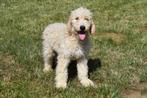 Goldendoodle pups te koop (groot formaat), Dieren en Toebehoren, België, Overige rassen, CDV (hondenziekte), 8 tot 15 weken