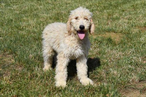 Goldendoodle pups te koop (groot formaat), Dieren en Toebehoren, Honden | Retrievers, Spaniëls en Waterhonden, Meerdere dieren