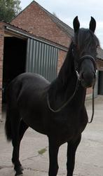 Arabo friese jaarling, Merrie, Ontwormd, 0 tot 2 jaar