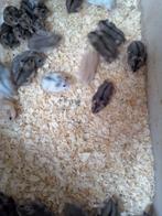 Dwerg hamsters, Dieren en Toebehoren, Hamster, Juli, Meerdere dieren, Tam
