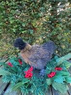 Zijdehoen hen goudpatrijs, Dieren en Toebehoren, Pluimvee, Vrouwelijk, Kip