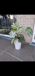 Grootte plant voor binnen of buiten, Tuin en Terras, Ophalen