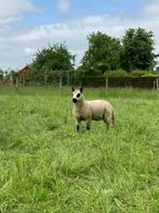 Kerry Hill Ramlam à vendre (3), Mouton, Mâle, 0 à 2 ans