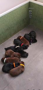 Werpkist te koop na nestje Labrador pups., Dieren en Toebehoren, Ophalen, Zo goed als nieuw